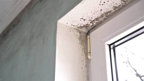 Best Health and Safety Mold Remediation in Jefferson, NC