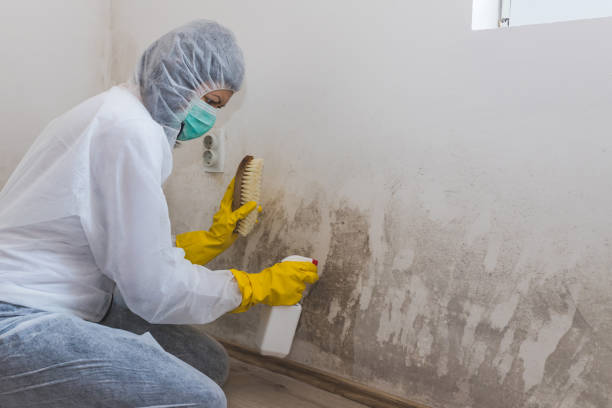 Reliable Jefferson, NC Mold Remediation Solutions