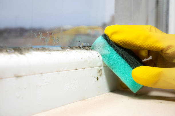 Best Bathroom Mold Remediation in Jefferson, NC