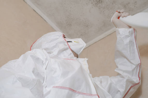 Best Basement Mold Remediation in Jefferson, NC