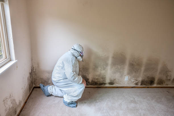 Best Industrial Mold Remediation in Jefferson, NC