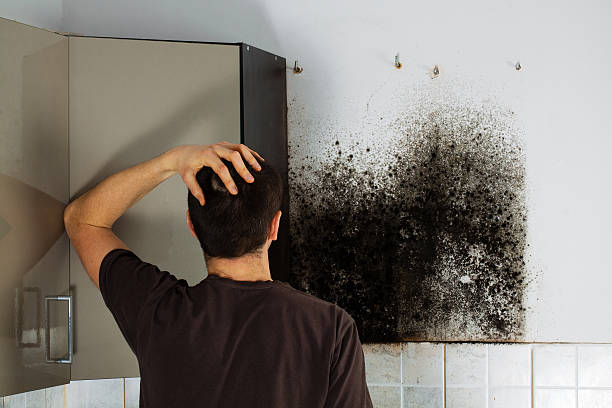 Best Residential Mold Remediation in Jefferson, NC