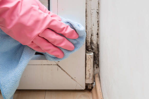 Best Preventive Mold Services in Jefferson, NC